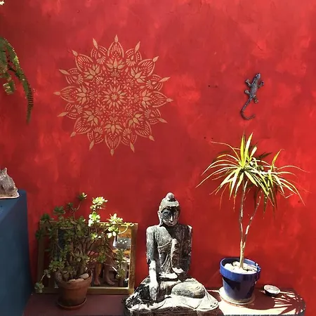 Buddha Bee - 18 To 35 Years Old Only *